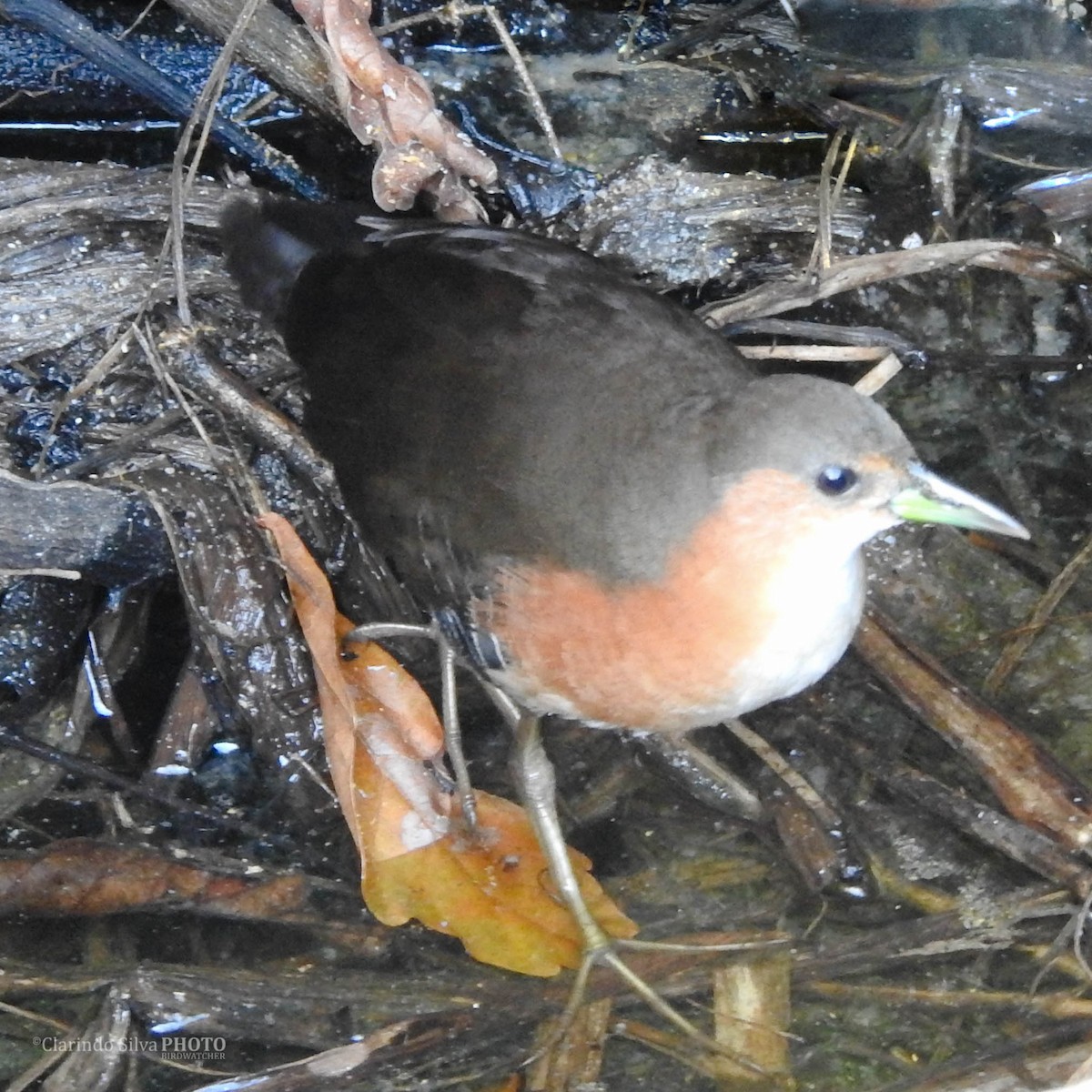 Rufous-sided Crake - José Clarindo Silva