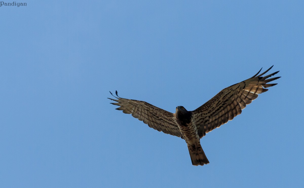 Short-toed Snake-Eagle - ML470697591