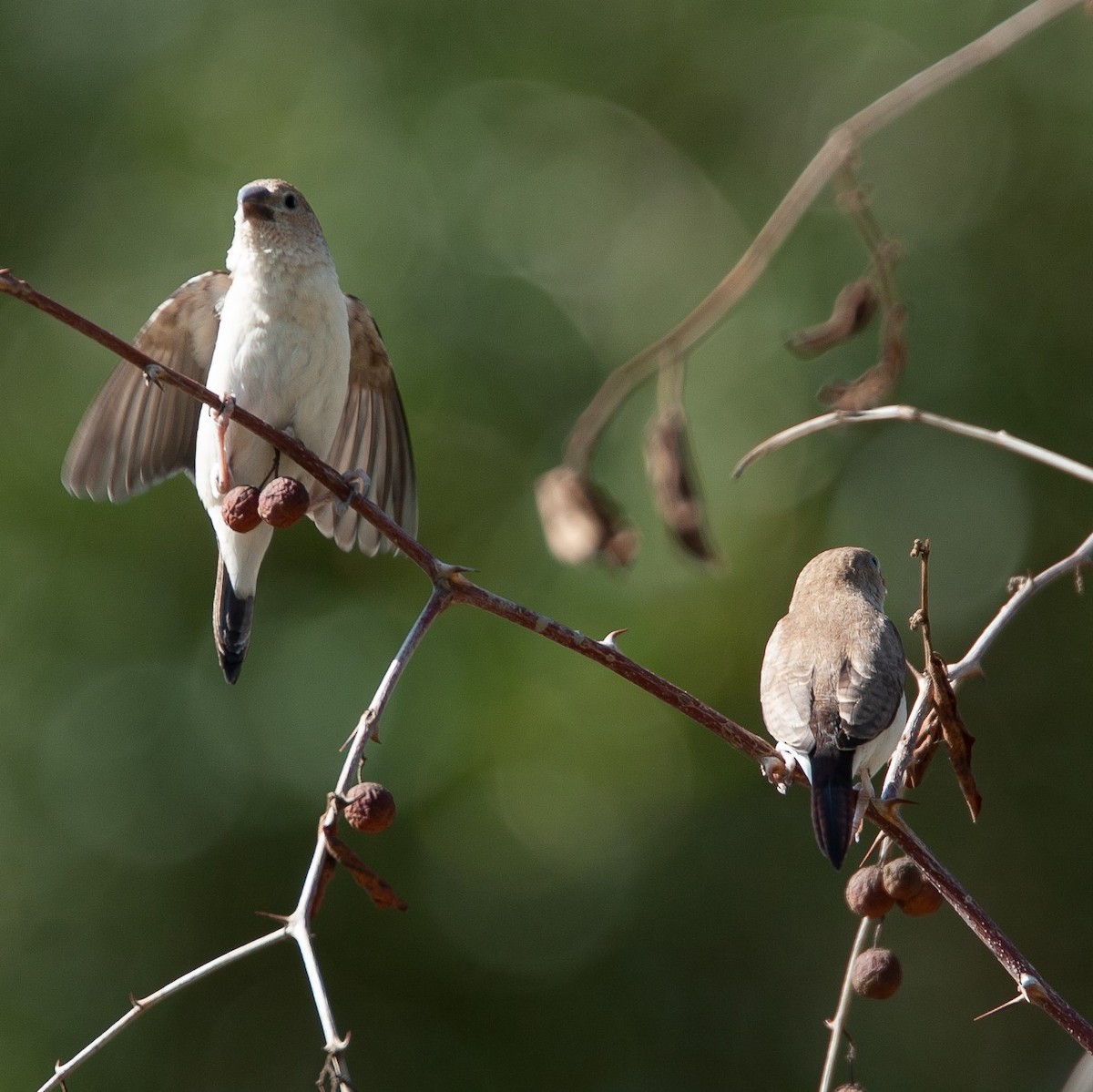 African Silverbill - ML470698181