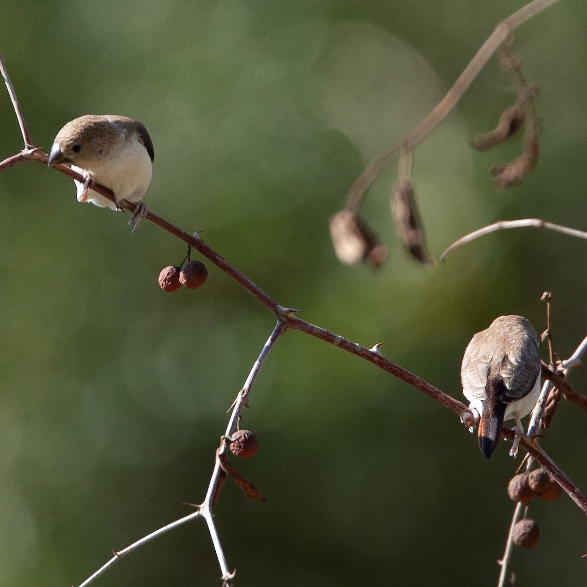 African Silverbill - ML470698371