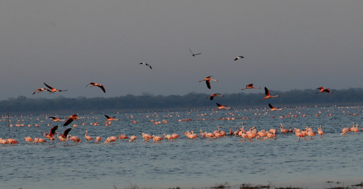 Chilean Flamingo - Ricardo Battistino