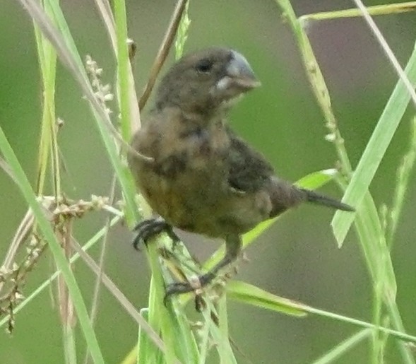 Large-billed Seed-Finch - ML470700921