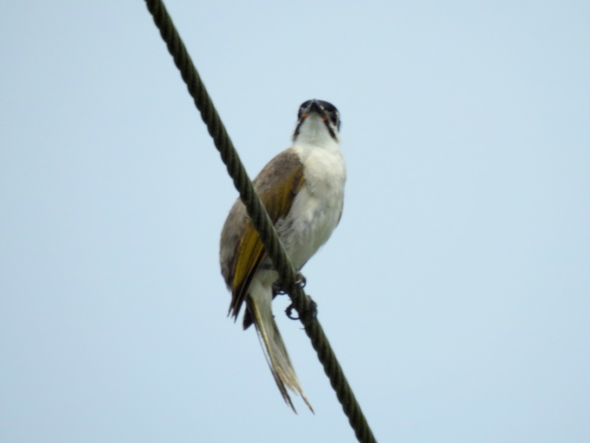 Bulbul de Taiwán - ML470703141