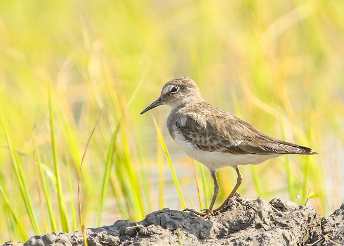 temmincksnipe - ML470705501