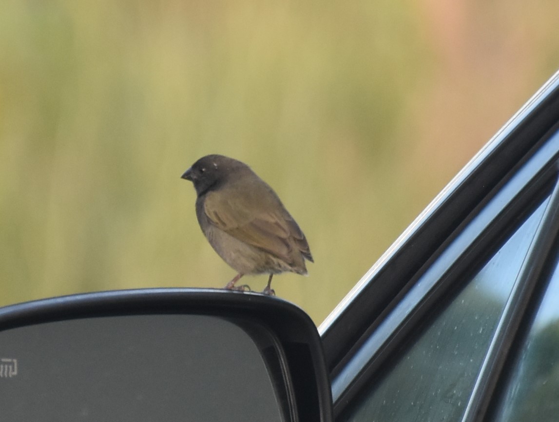 Black-faced Grassquit - ML470706041