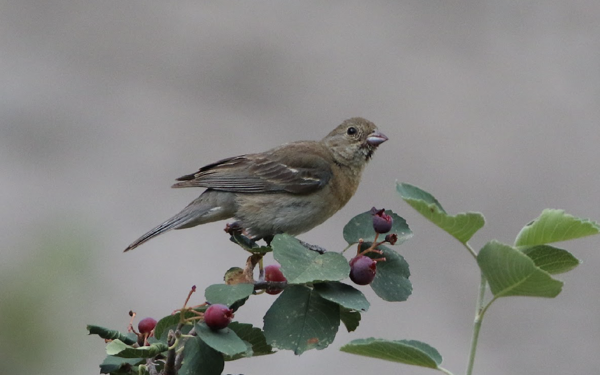 Lazuli Bunting - ML470706571