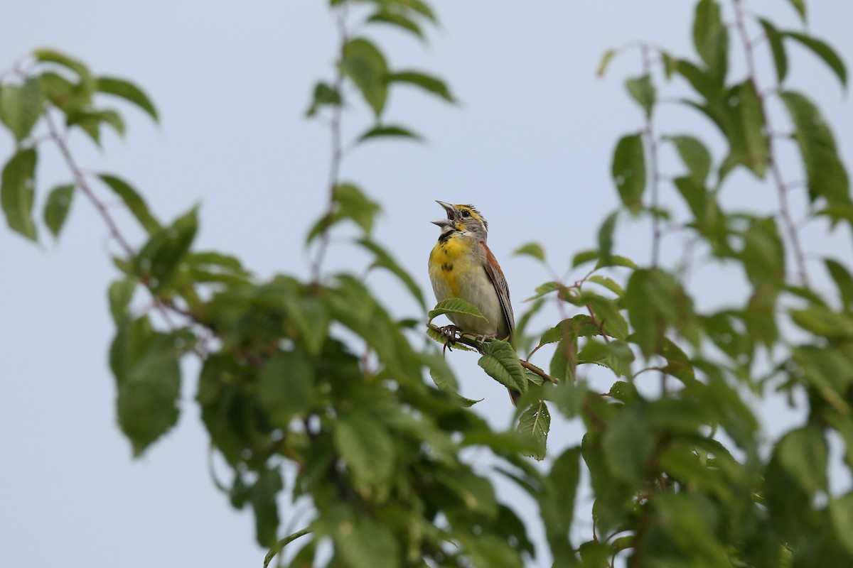 Dickcissel - ML470706921