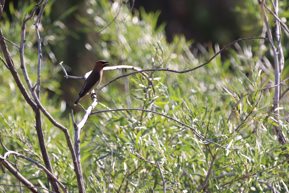 Cedar Waxwing - ML470707461