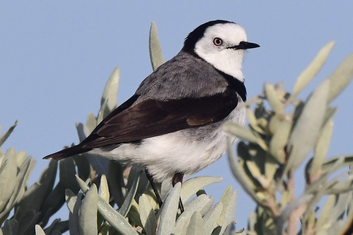 White-fronted Chat - ML470707591