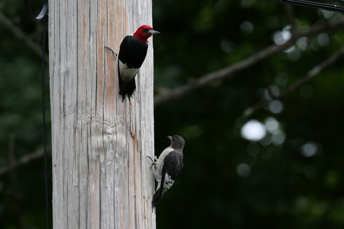 Red-headed Woodpecker - ML470707861