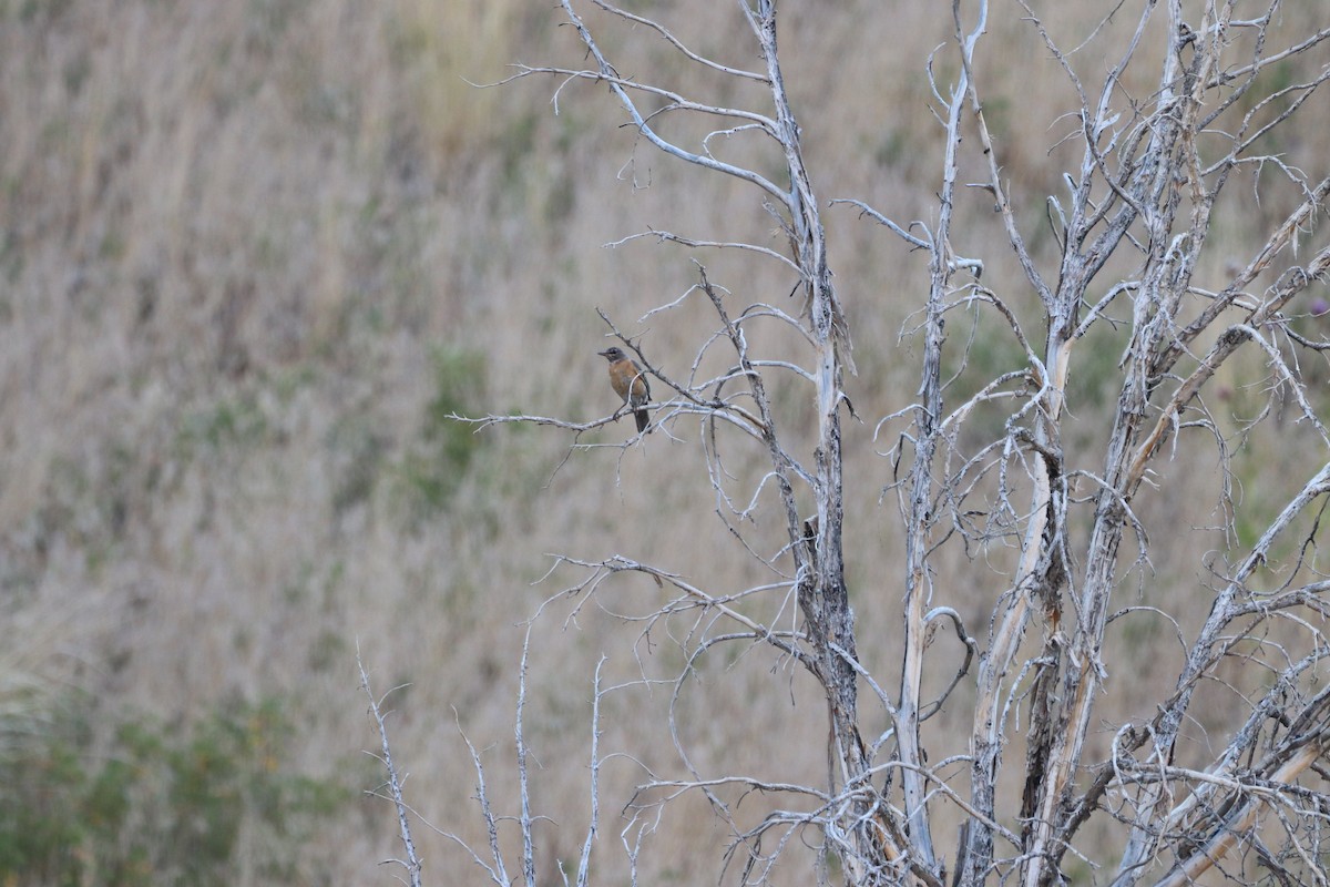 American Robin - ML470707921