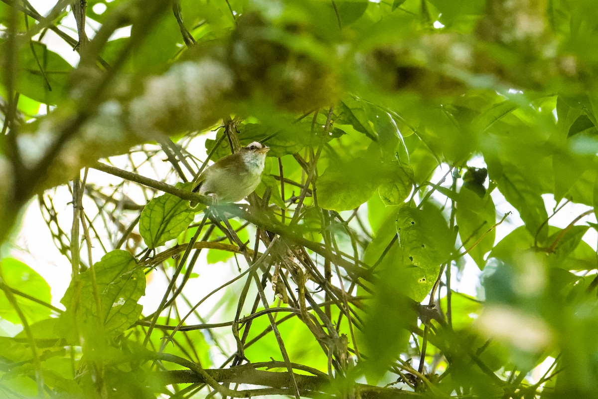 hvitbrynstumpsanger (leucophrys/chloronota) - ML470707931