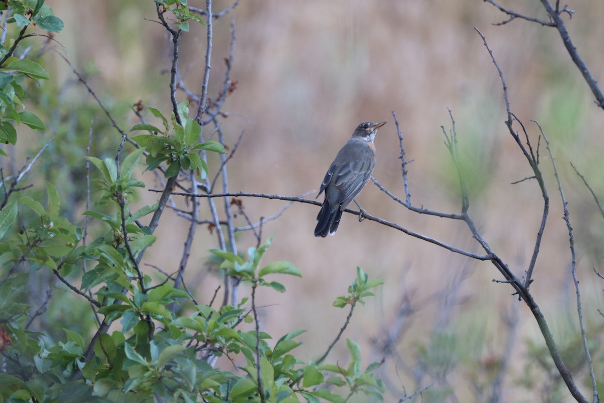 American Robin - ML470708141