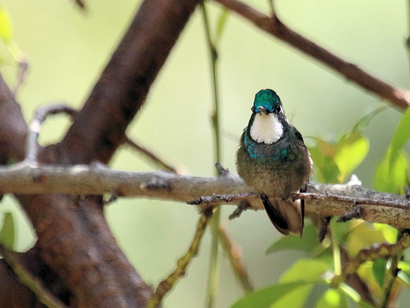 White-throated Mountain-gem - ML47070851