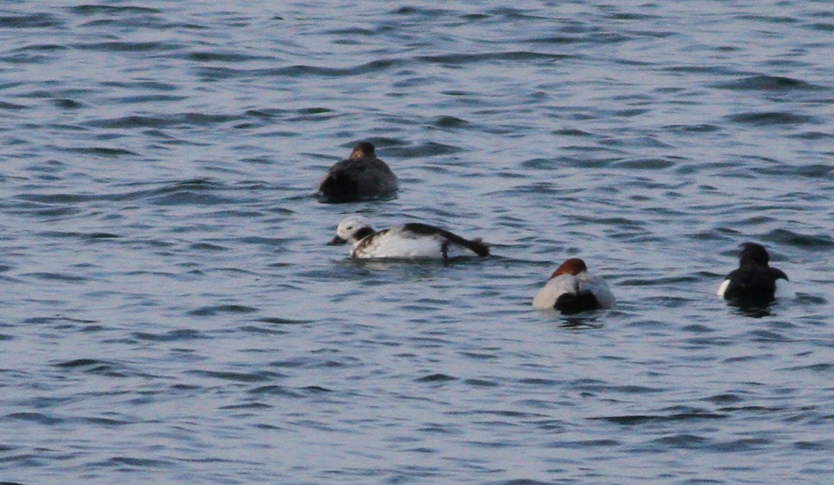Long-tailed Duck - ML47070861