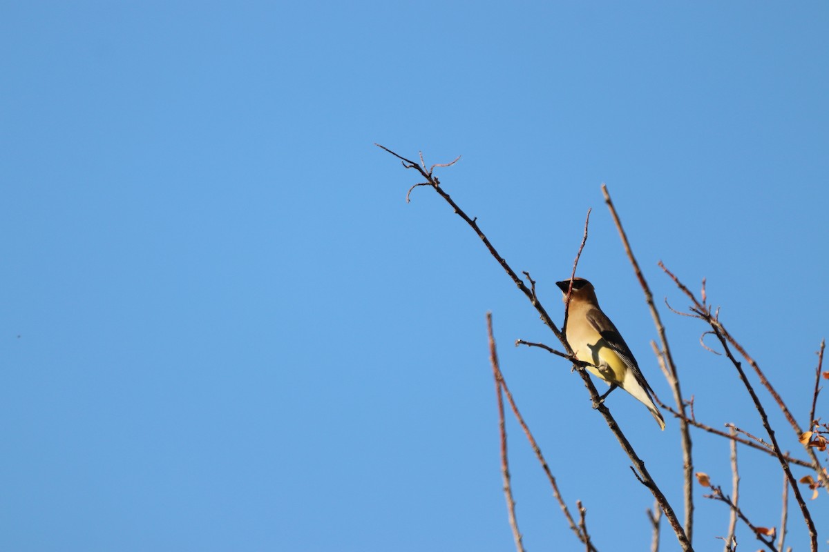 Cedar Waxwing - ML470708991