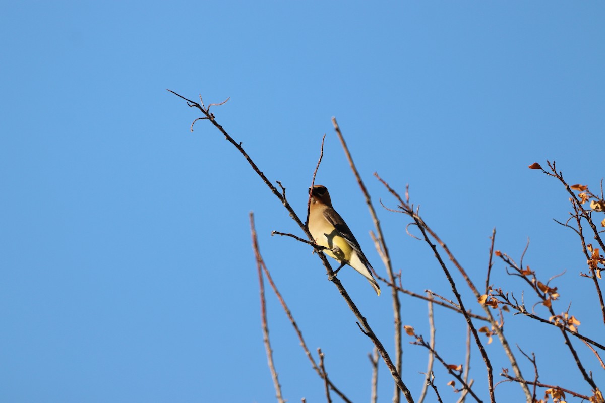 Cedar Waxwing - ML470709001