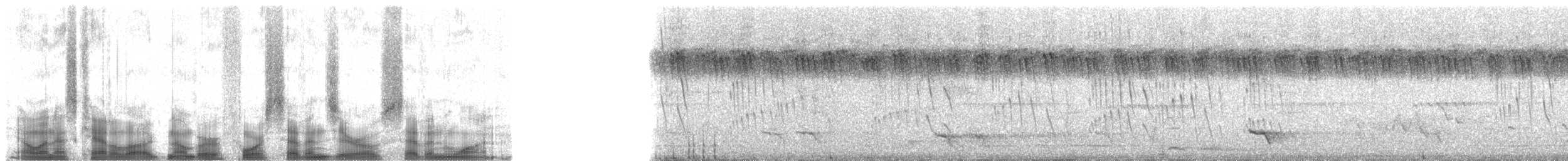 flaggermusseiler - ML47071