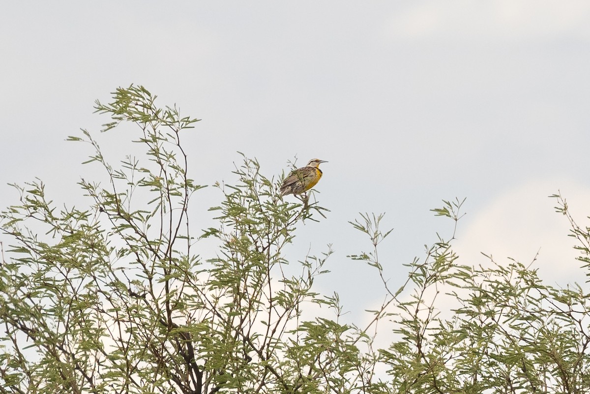 Chihuahuan Meadowlark - ML470712891