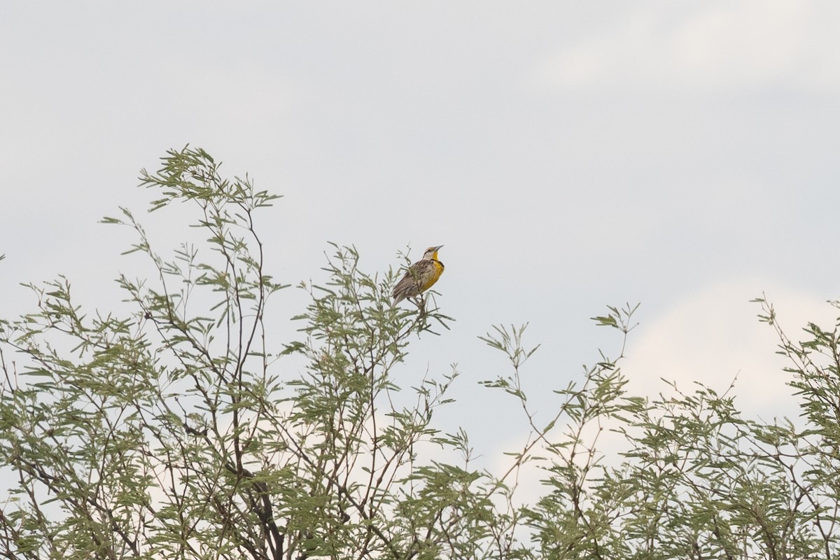 Chihuahuan Meadowlark - Mark Stephenson