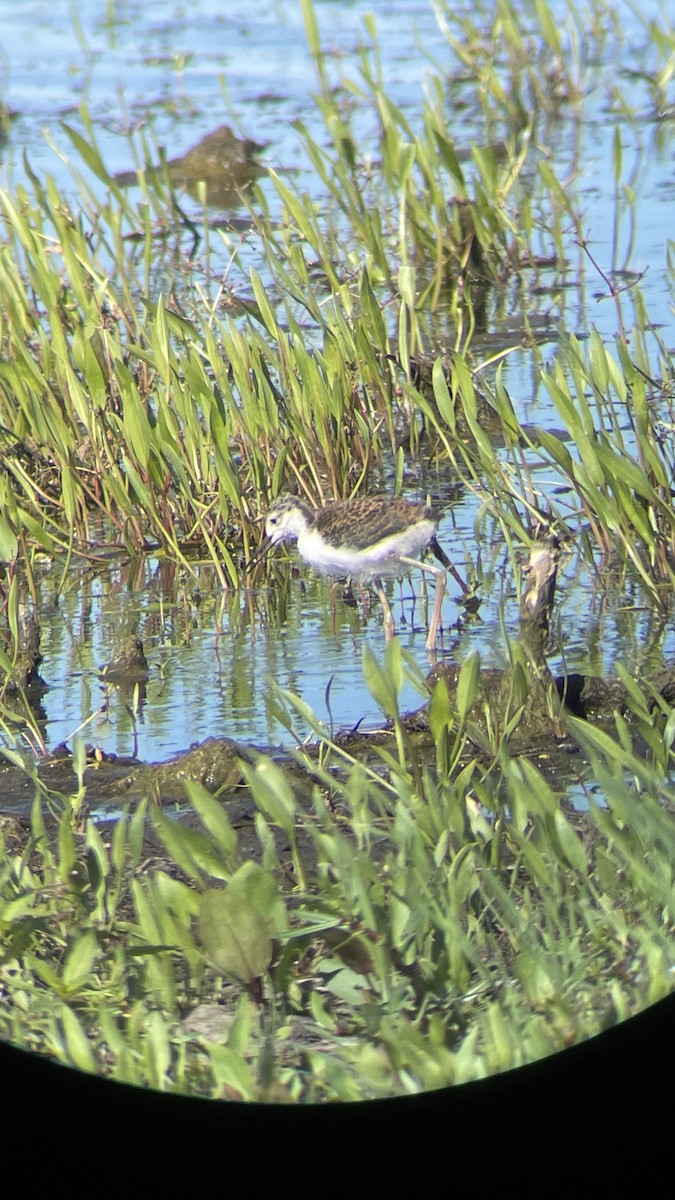 Black-necked Stilt (Black-necked) - Zachary Eustice