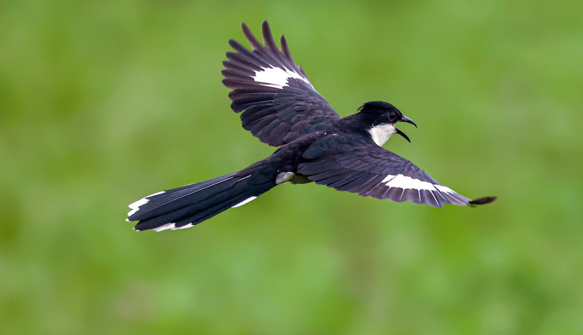 Pied Cuckoo - ML470714211