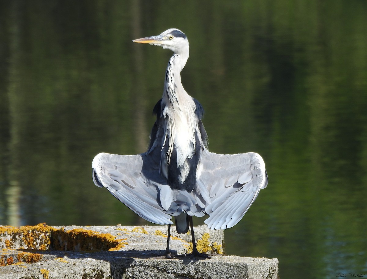 Gray Heron - Aitor Urrutia