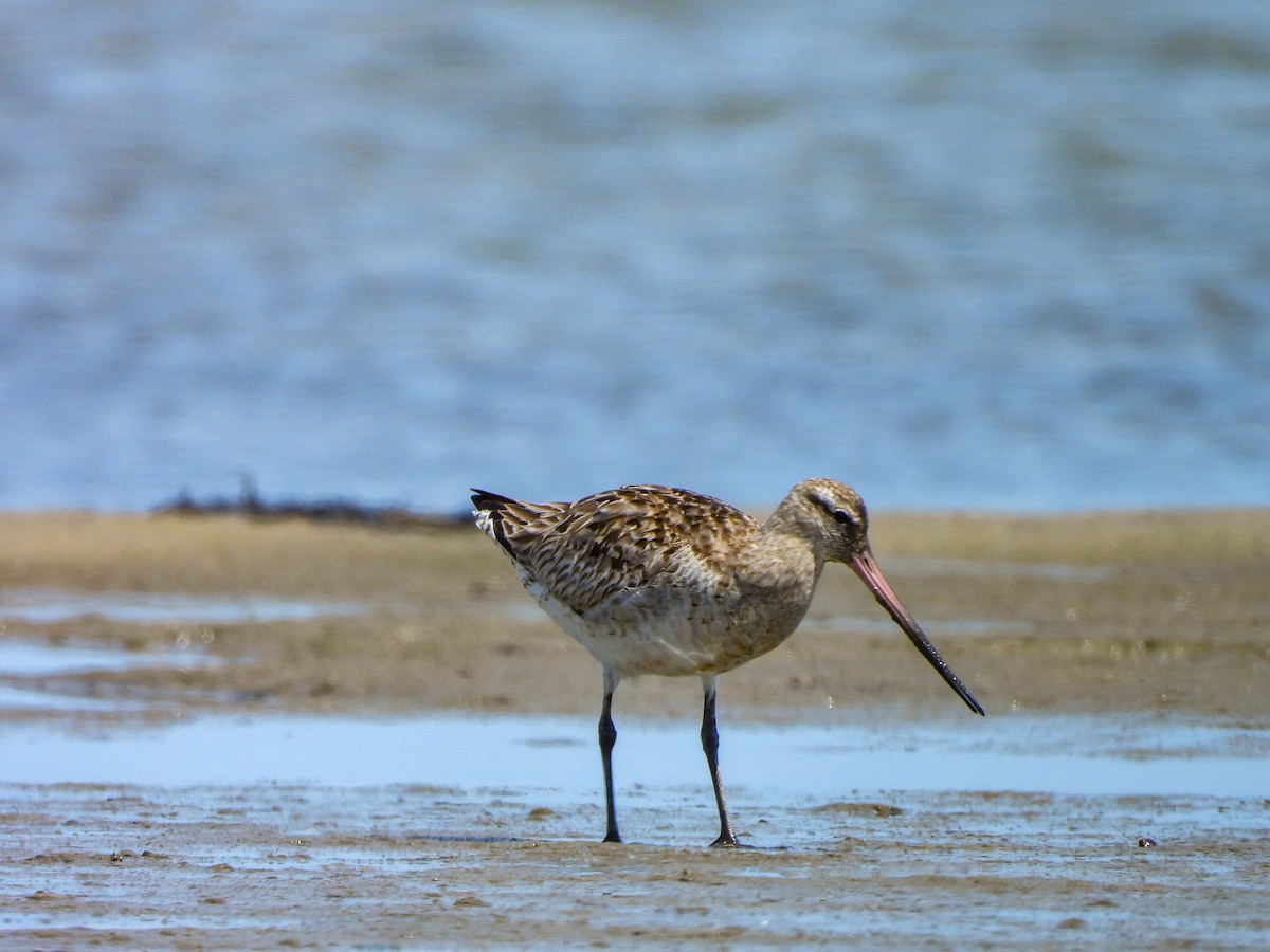 Bar-tailed Godwit - Valerie Masten