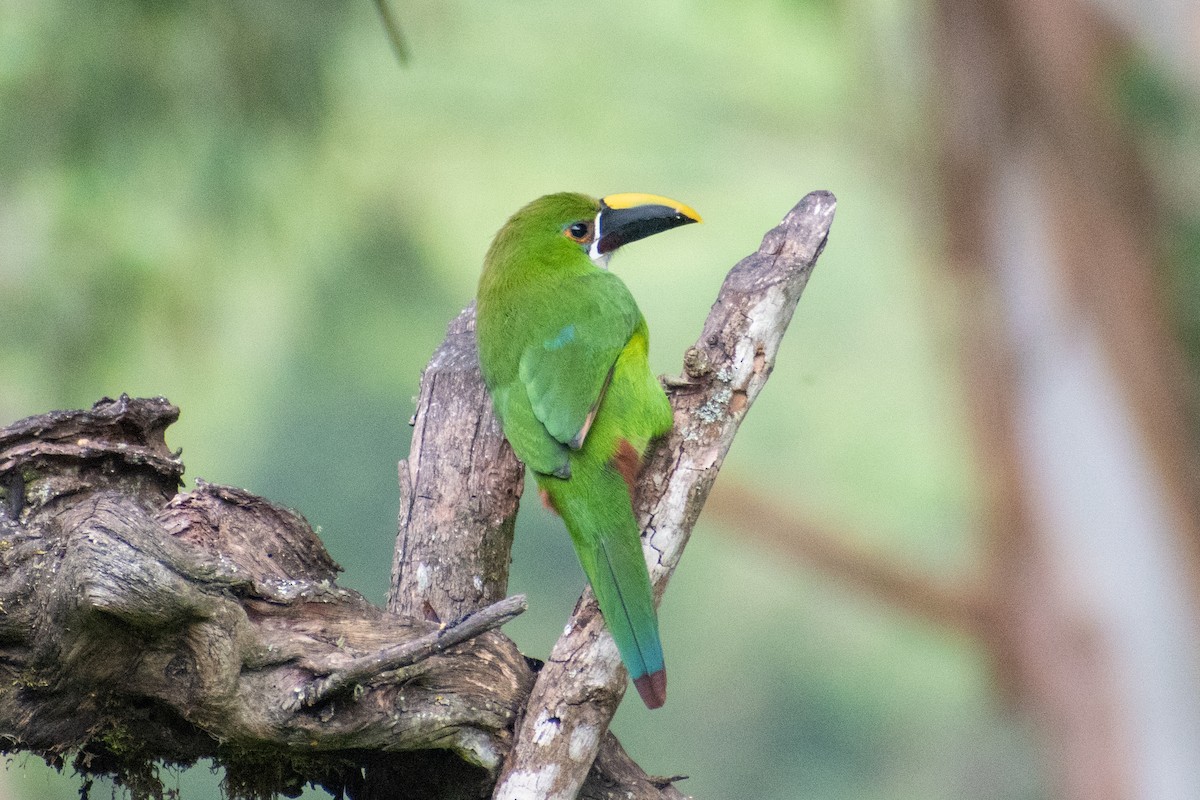 Southern Emerald-Toucanet (Gray-throated) - ML470715161