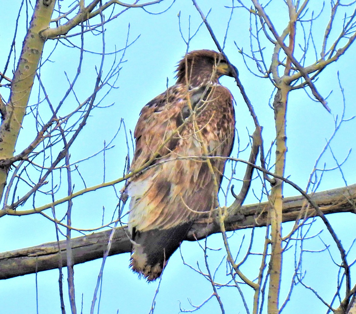 Weißkopf-Seeadler - ML470715671