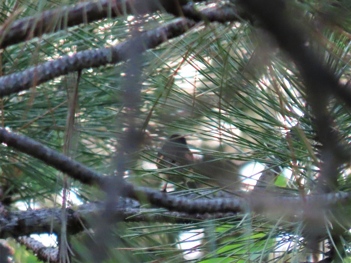 American Redstart - ML470716361