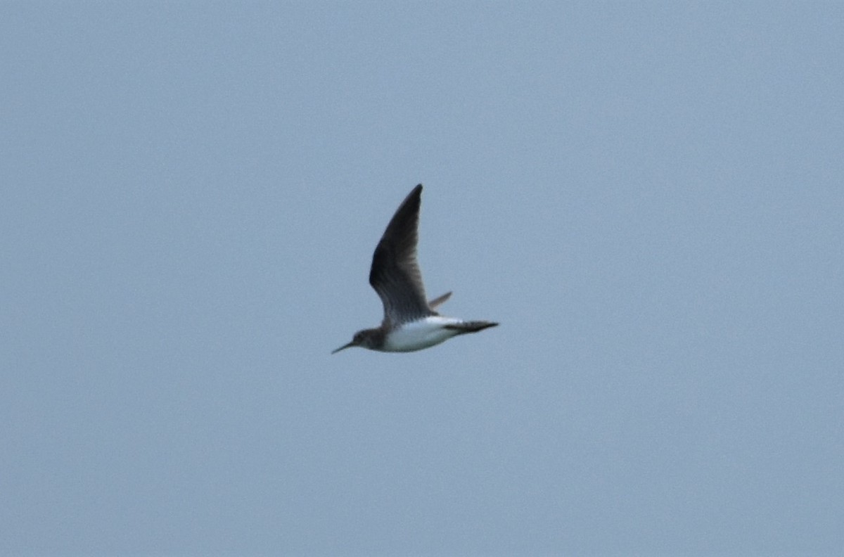 Solitary Sandpiper - ML470717701