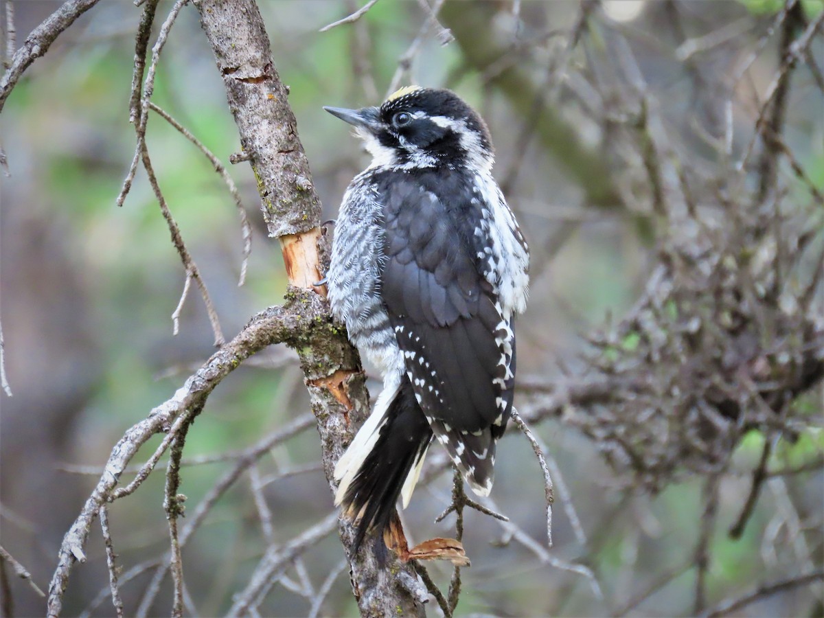 American Three-toed Woodpecker - ML470717721