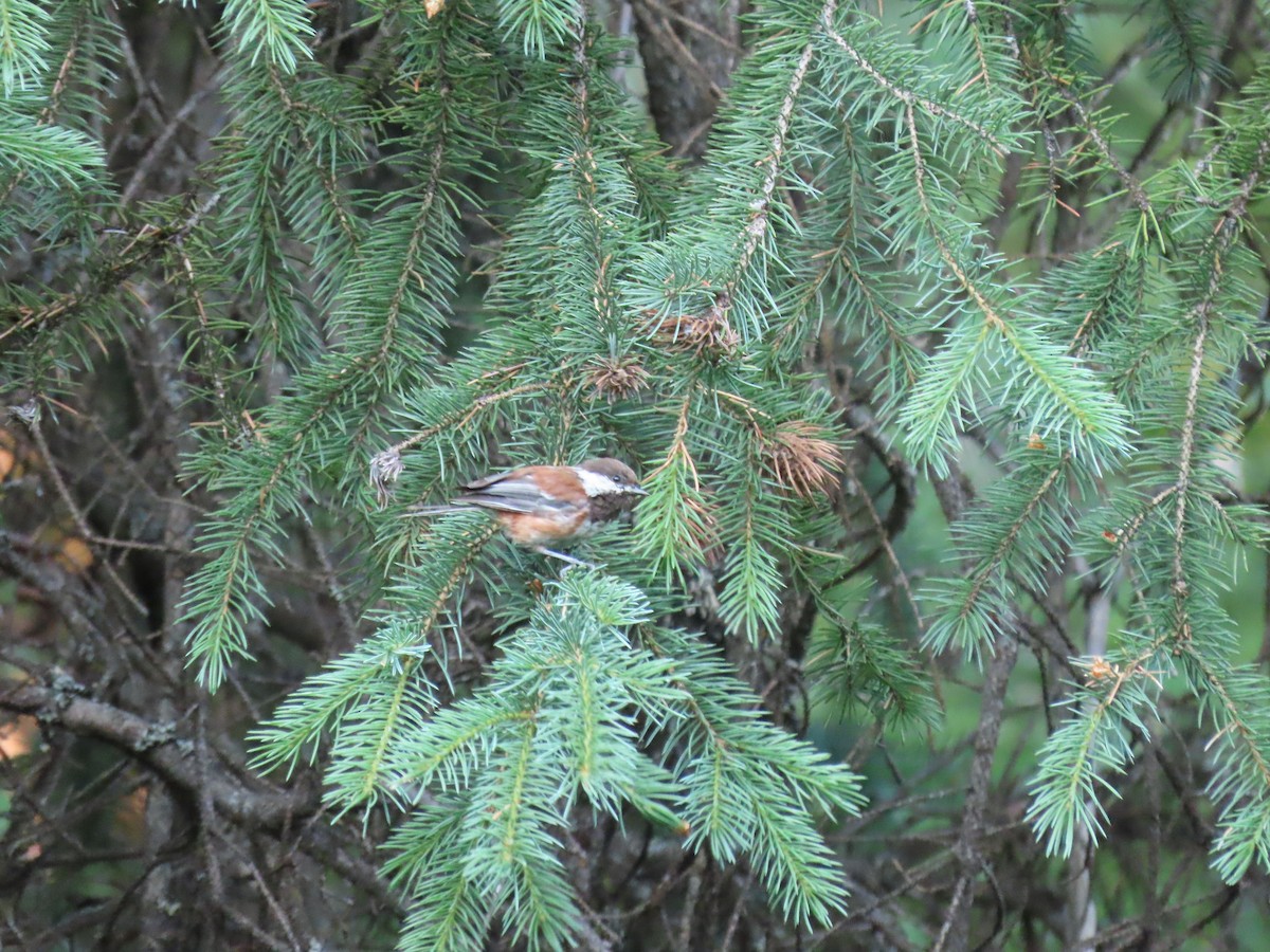 Chestnut-backed Chickadee - ML470717861