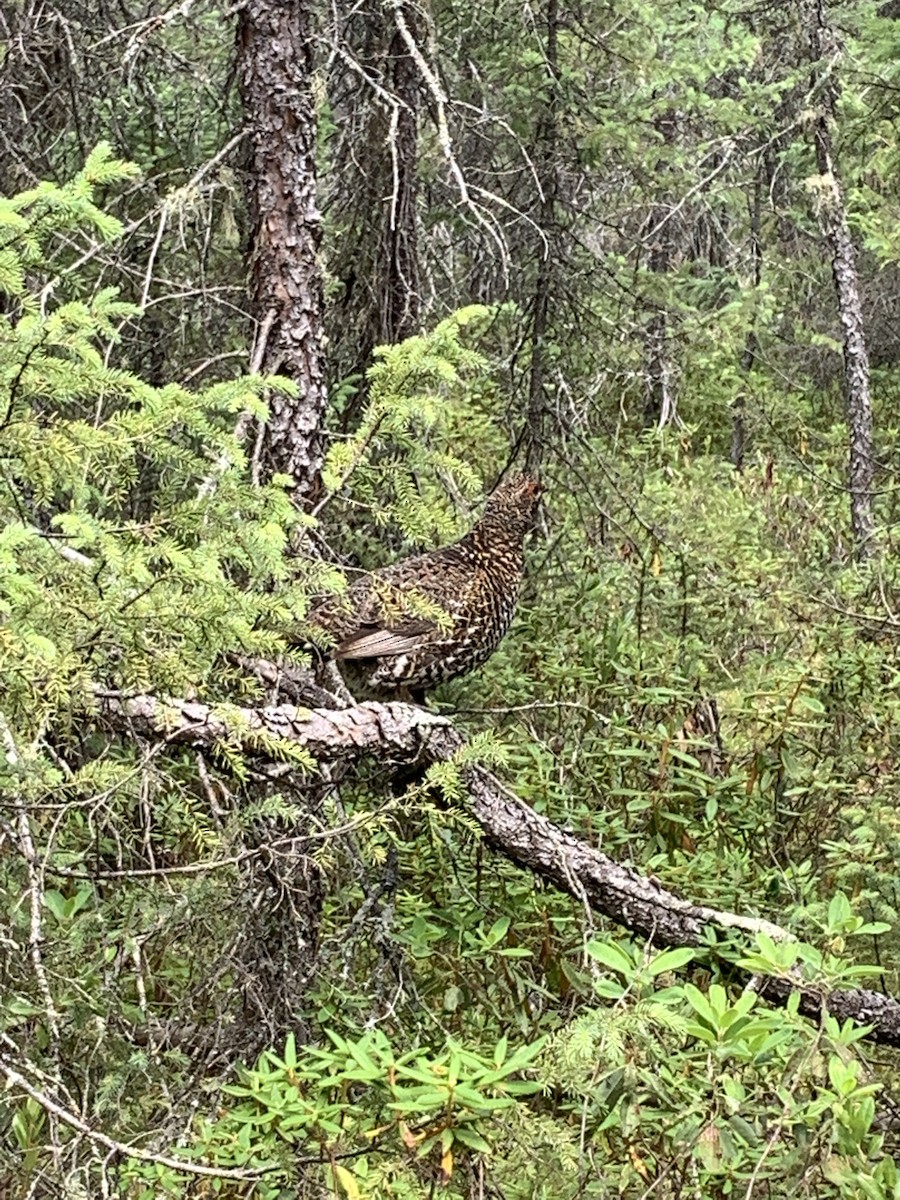 Spruce Grouse - ML470720421