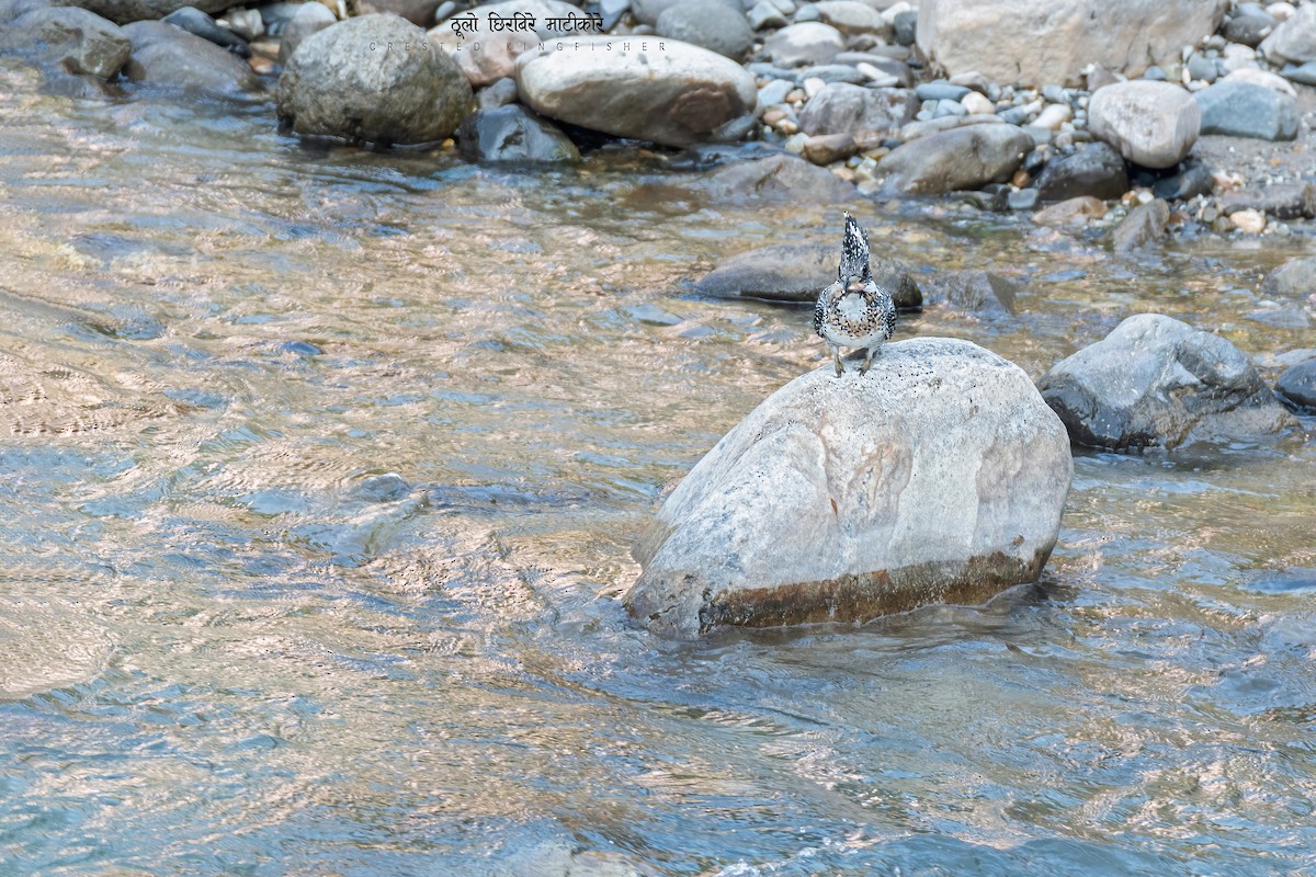 Martin-pêcheur tacheté - ML470720891