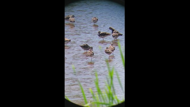 Stilt Sandpiper - ML470722001