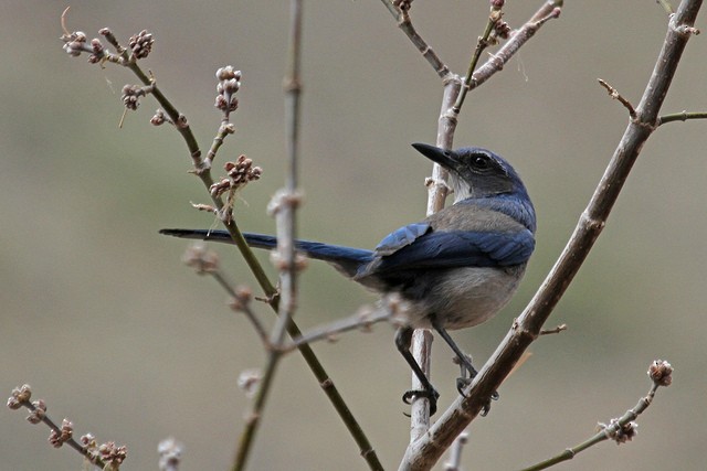 Woodhouse's Scrub-Jay - ML47072281