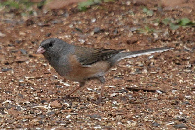 Dark-eyed Junco (Pink-sided) - ML47072331