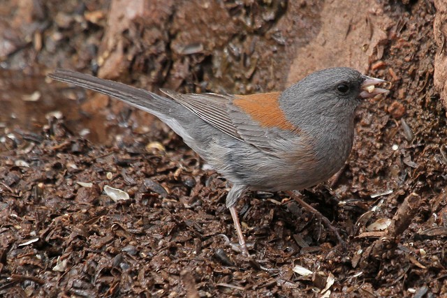 Dark-eyed Junco (Gray-headed) - ML47072361