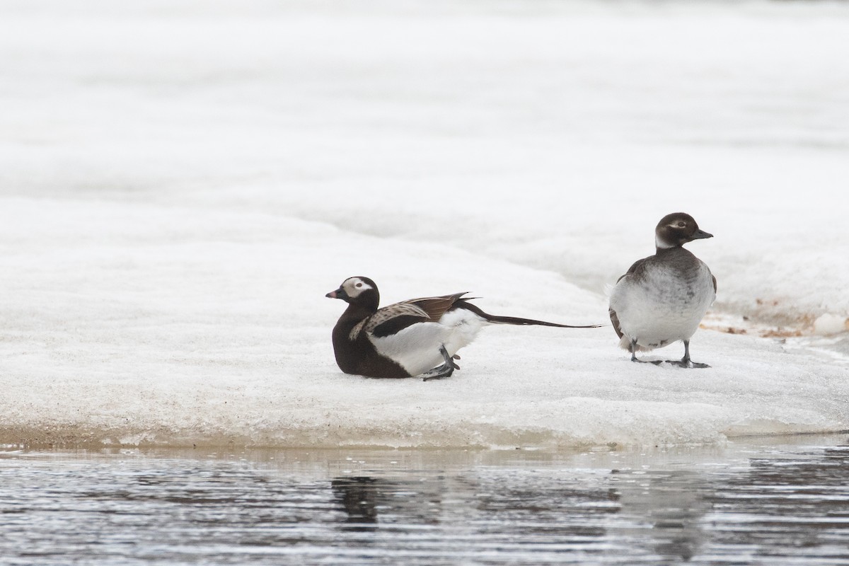 Long-tailed Duck - Ash Ferlito