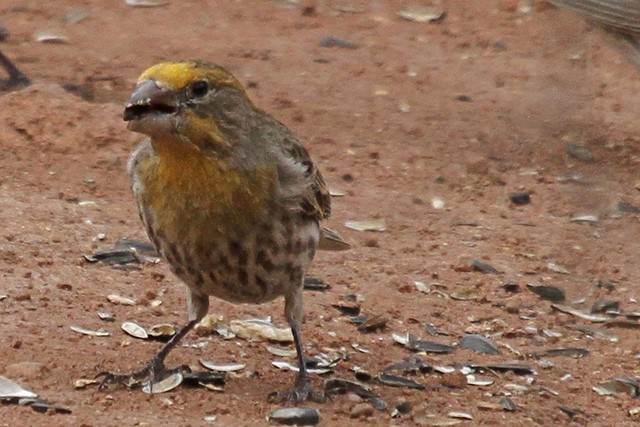 House Finch - ML47072421