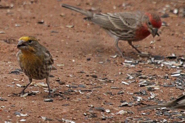 House Finch - Jeffrey Offermann