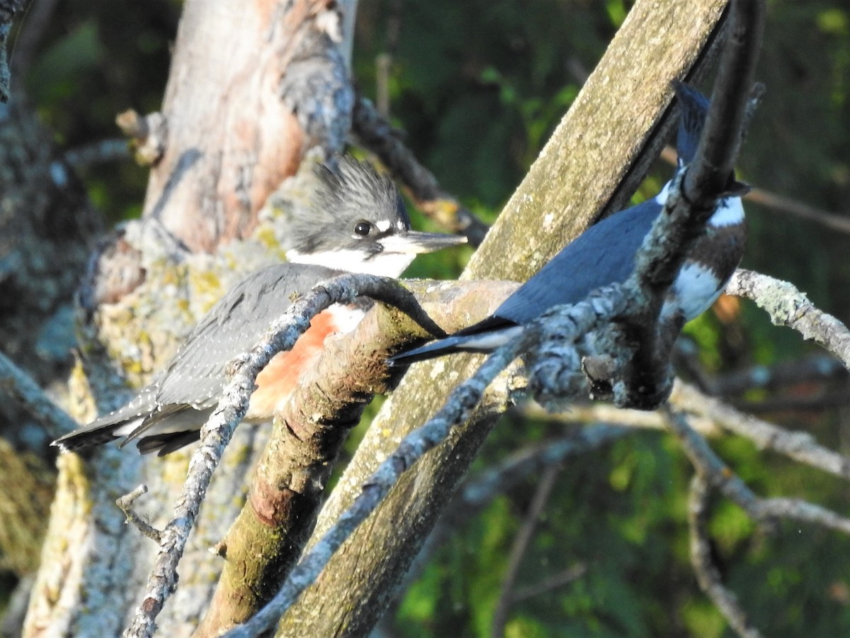 Belted Kingfisher - ML470725191