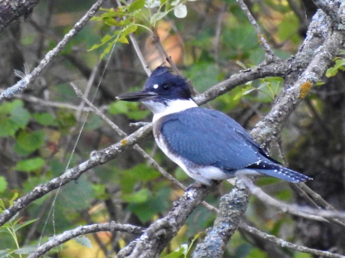 Belted Kingfisher - ML470725231