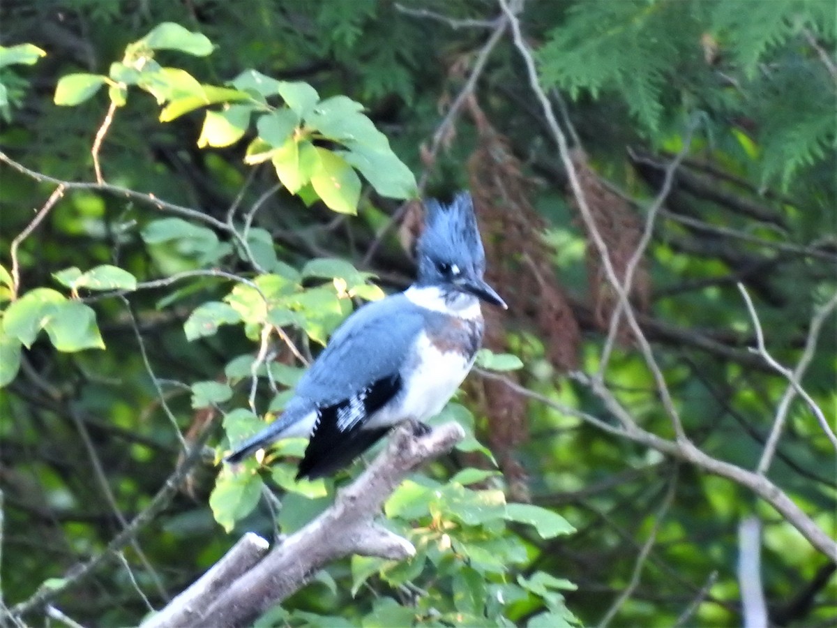 Belted Kingfisher - ML470725291