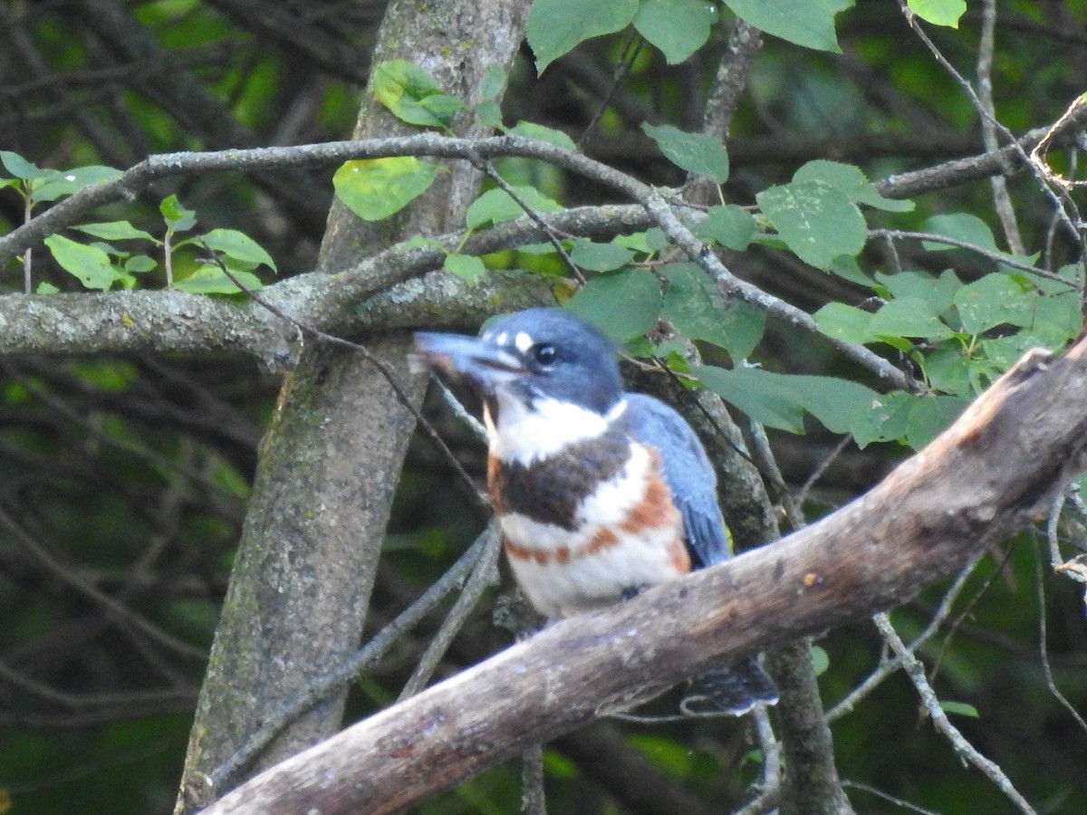 Belted Kingfisher - ML470725331