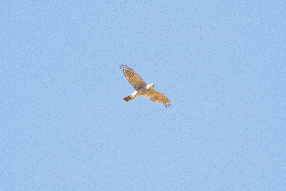 Eurasian Sparrowhawk - ML470726021