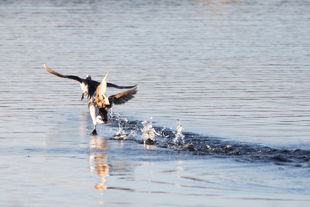 Long-tailed Duck - Ash Ferlito