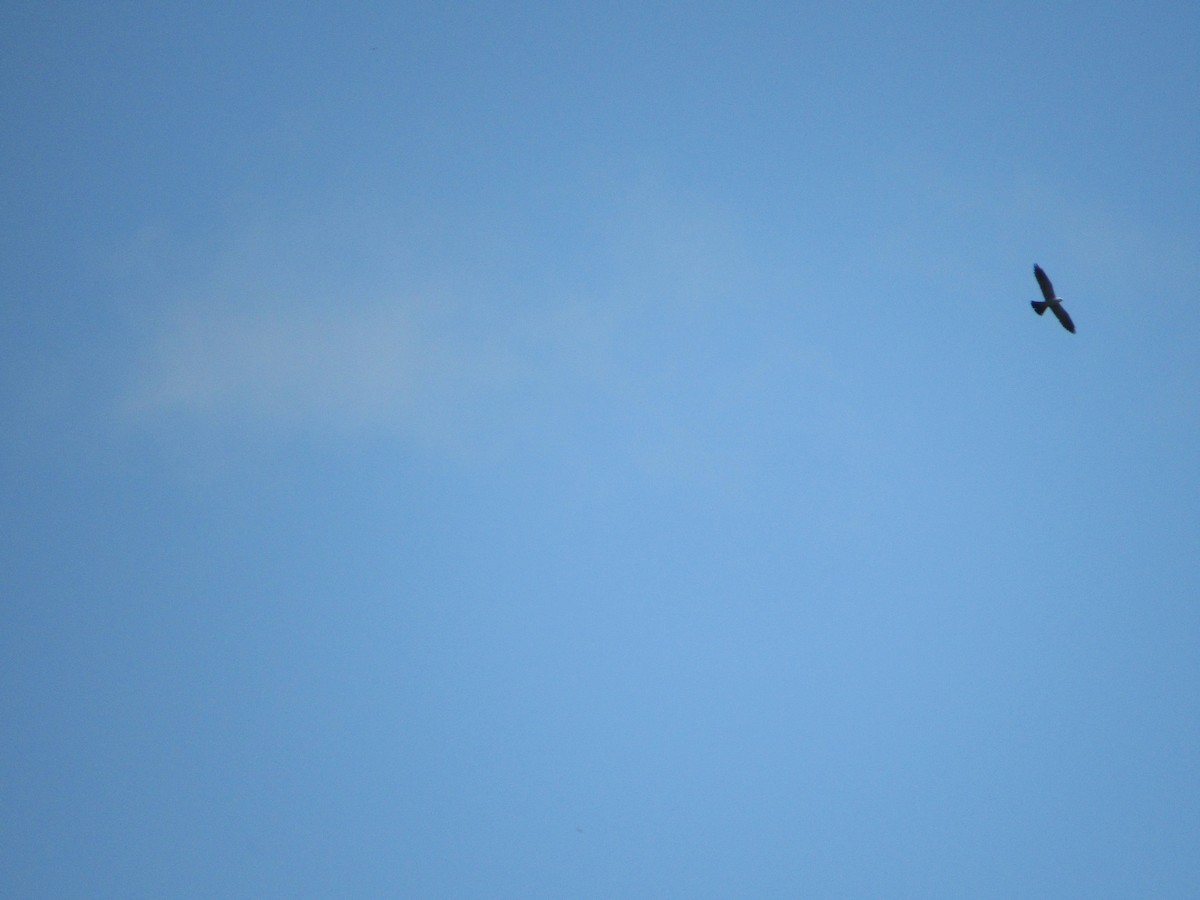 Mississippi Kite - ML470726631